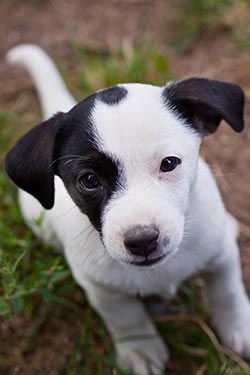 hundeschule-wHUNDerbar-01