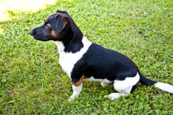 hundeschule-wHUNDerbar-06
