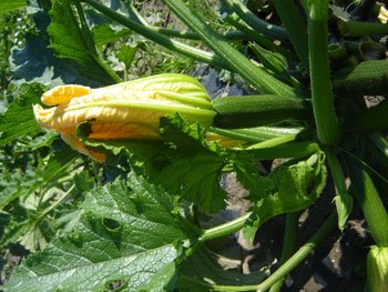 zucchinibluete1